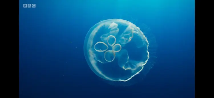 Moon jellyfish sp. ([genus Aurelia]) as shown in Blue Planet II - Big Blue